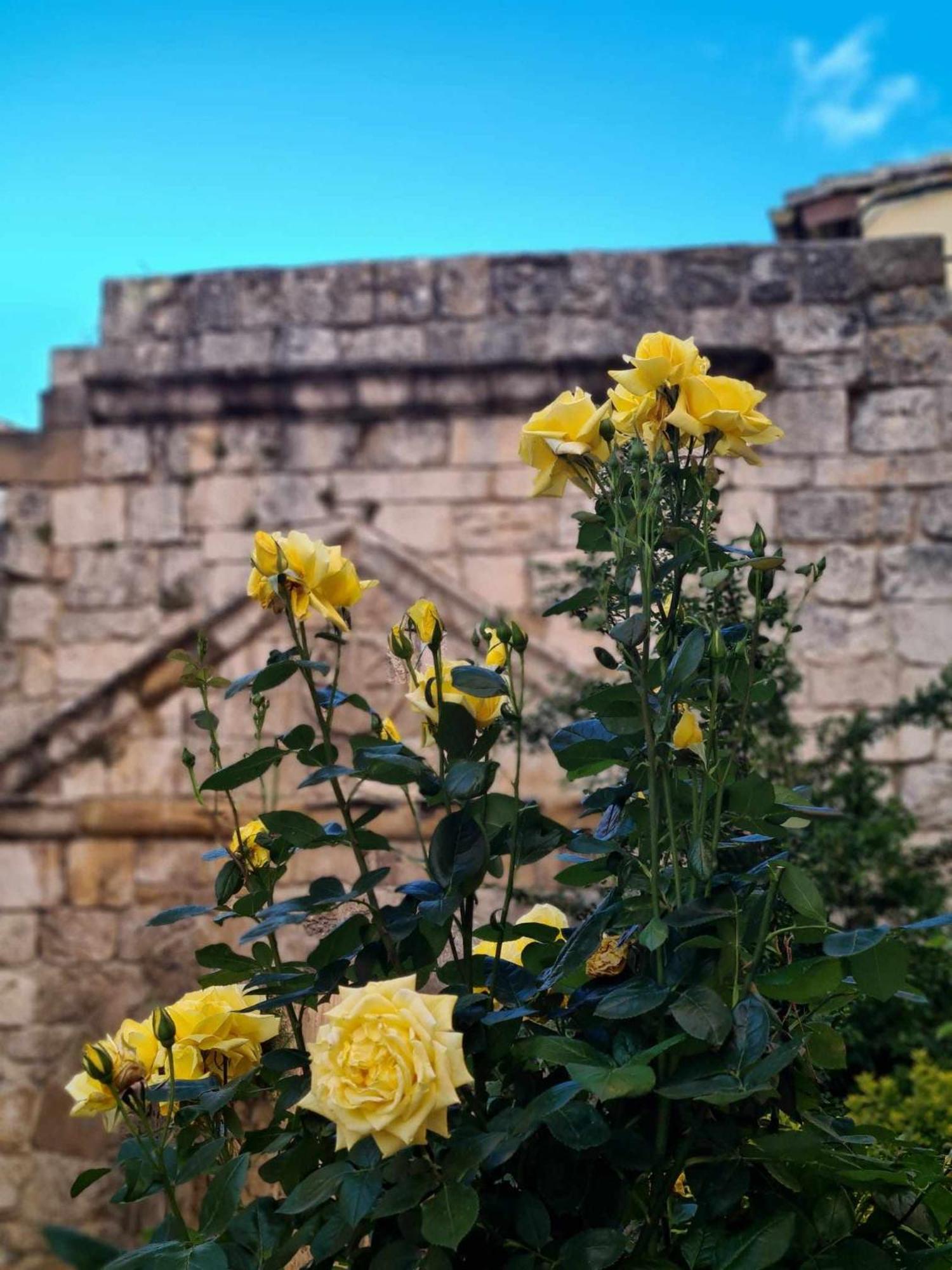 Appartamento Ábside de San Juan I Estella Esterno foto